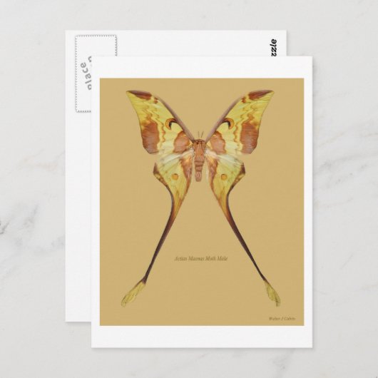 Maleisische Moon Moth Briefkaart (Voorkant / Achterkant)