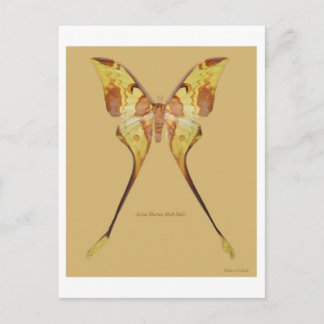 Maleisische Moon Moth Briefkaart