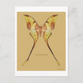 Maleisische Moon Moth Briefkaart (Voorkant)