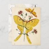Maleisische Moon Moth & China Pink Briefkaart (Voorkant / Achterkant)