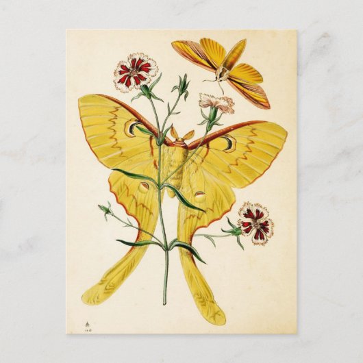 Maleisische Moon Moth & China Pink Briefkaart (Voorkant)