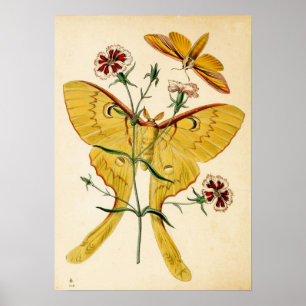 Maleisische Moon Moth & China Pink Poster