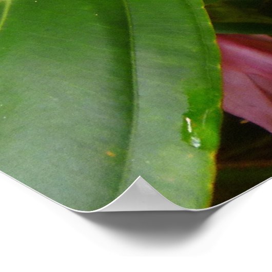 Maleisische orchidee poster (Hoek)