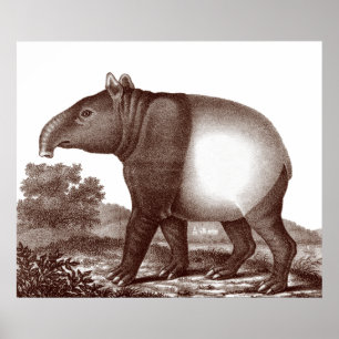 Maleisische Tapir in een landschap van Antiek druk Poster