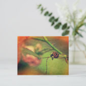 Malerischer Marienkäfer Briefkaart (Staand voorkant)