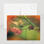 Malerischer Marienkäfer Briefkaart (Voorkant / Achterkant)