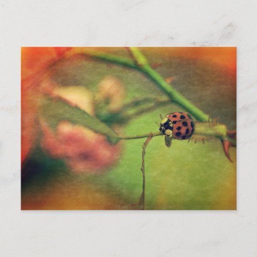 Malerischer Marienkäfer Briefkaart (Voorkant)