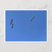 Malibu Birds in Flight – Wildlife Photography Briefkaart (Voorkant)