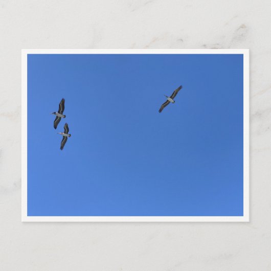 Malibu Birds in Flight – Wildlife Photography Briefkaart (Voorkant)