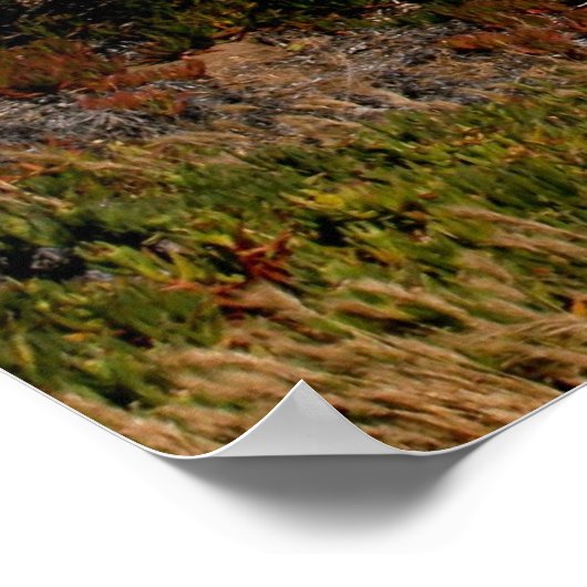 Malibu Coast Poster (Hoek)