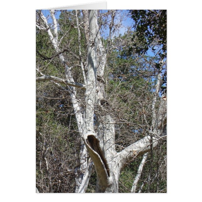 Malibu Creek Tree (Voorkant)