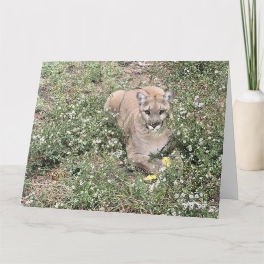 Malice is een mooie Kaart (Voorkant)