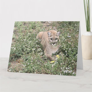 Malice is een mooie Kaart