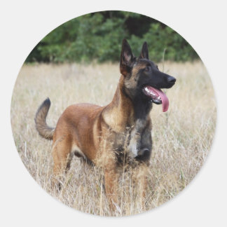 malinoi ronde sticker