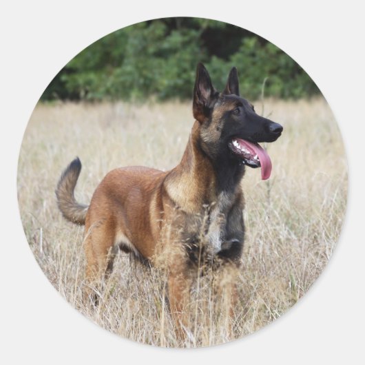 malinoi ronde sticker (Voorkant)