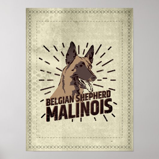 Malinois - Belgian shepherd -Mechelaar -Maligator Poster (Voorkant)