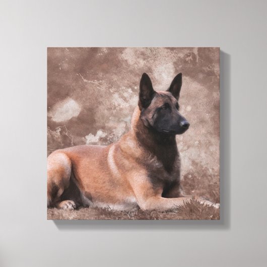 Malinois Belgische herder - Mechelaar Canvas Afdruk (Voorkant)