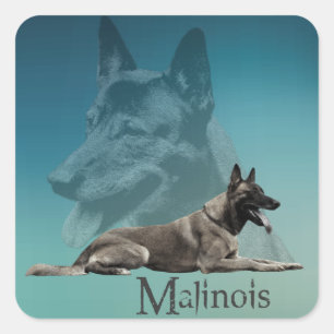 Malinois - Belgische herder - Mechelaar - Maligato Vierkante Sticker