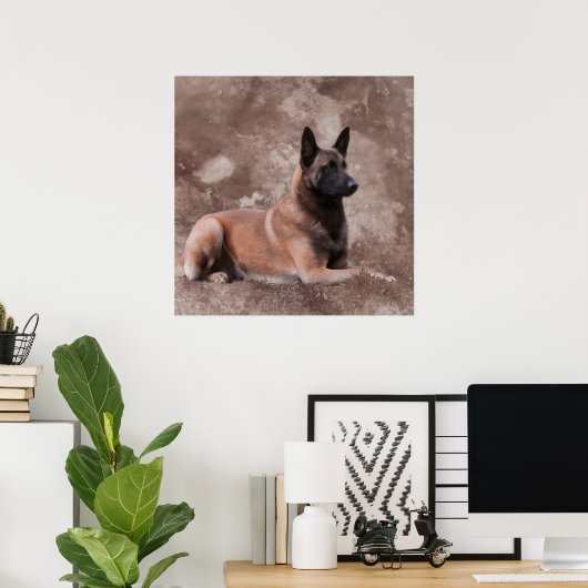 Malinois Belgische herder - Mechelaar Poster (Thuiskantoor)