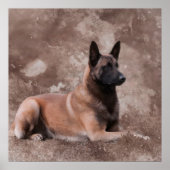 Malinois Belgische herder - Mechelaar Poster (Voorkant)