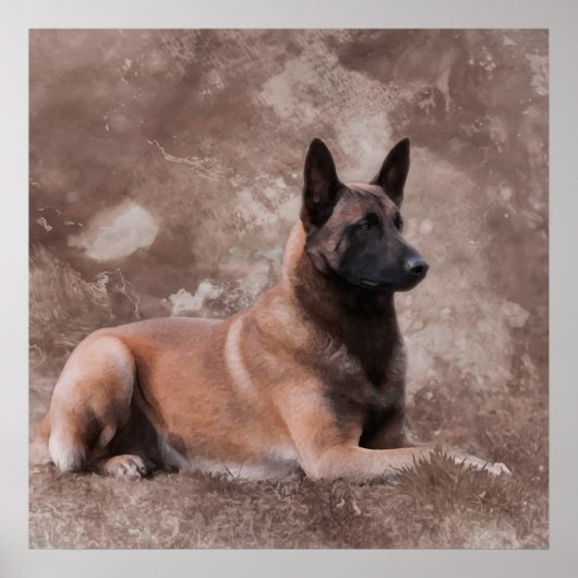 Malinois Belgische herder - Mechelaar Poster (Voorkant)