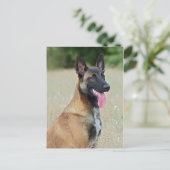 malinois briefkaart (Staand voorkant)