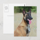 malinois briefkaart (Voorkant / Achterkant)