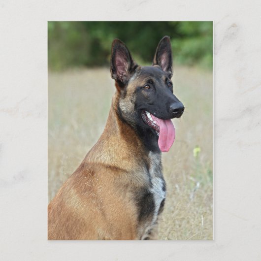 malinois briefkaart (Voorkant)