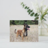 malinois briefkaart (Staand voorkant)