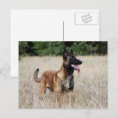 malinois briefkaart (Voorkant / Achterkant)