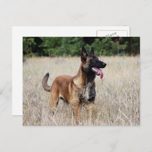 malinois briefkaart (Voorkant / Achterkant)