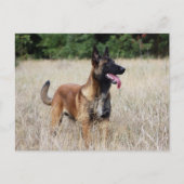malinois briefkaart (Voorkant)