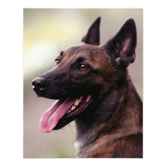 Malinois duitse herdershond portret hond jiggen foto afdruk (Voorkant)
