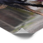 Malinois en Border Collie lopen op brug Poster (Hoek)