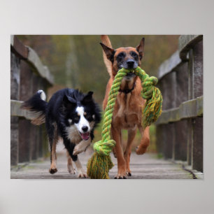 Malinois en Border Collie lopen op brug Poster