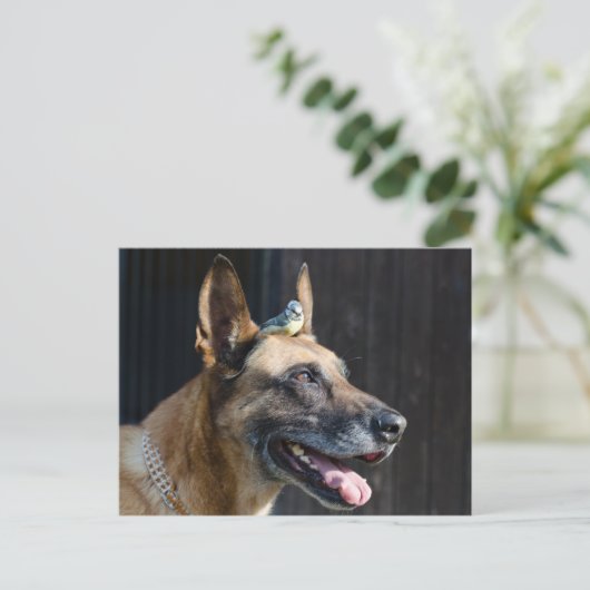 Malinois (Hund) mit Blaumeise Briefkaart (Staand voorkant)