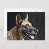 Malinois (Hund) mit Blaumeise Briefkaart (Voorkant / Achterkant)