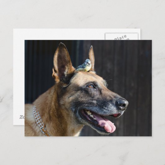 Malinois (Hund) mit Blaumeise Briefkaart (Voorkant / Achterkant)