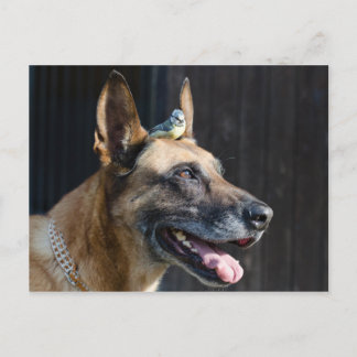 Malinois (Hund) mit Blaumeise Briefkaart