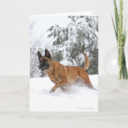 Malinois in het Wenskaart van Snow Kaart (Voorkant)