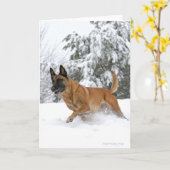 Malinois in het Wenskaart van Snow Kaart (Gele Bloem)