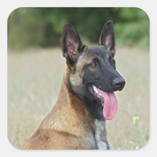 malinois vierkante sticker
