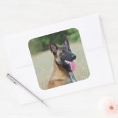 malinois vierkante sticker (Envelop)