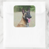 malinois vierkante sticker (Tas)
