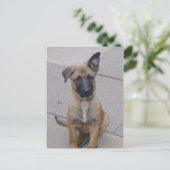 malinoispuppy sit.png briefkaart (Staand voorkant)