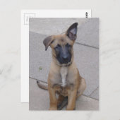 malinoispuppy sit.png briefkaart (Voorkant / Achterkant)