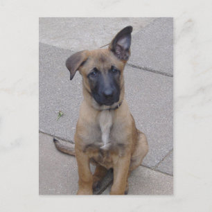 malinoispuppy sit.png briefkaart