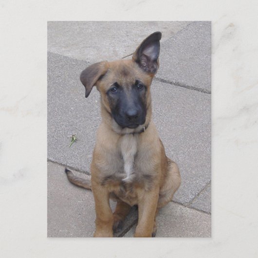 malinoispuppy sit.png briefkaart (Voorkant)