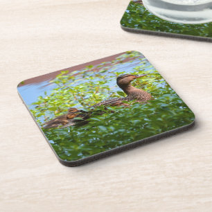 Mallard and Ducklings-Swimming by Shirley Taylor Bier Onderzetter