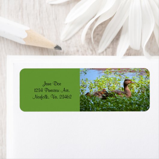 Mallard and Ducklings-Swimming by Shirley Taylor Etiket (Insitu)